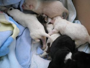Αυτά τα μωρά σκυλάκια πέταξε στα σκουπίδια ο γιατρός στην Κατερίνη